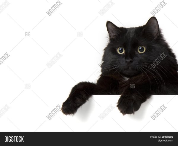 Кот крадется Мем