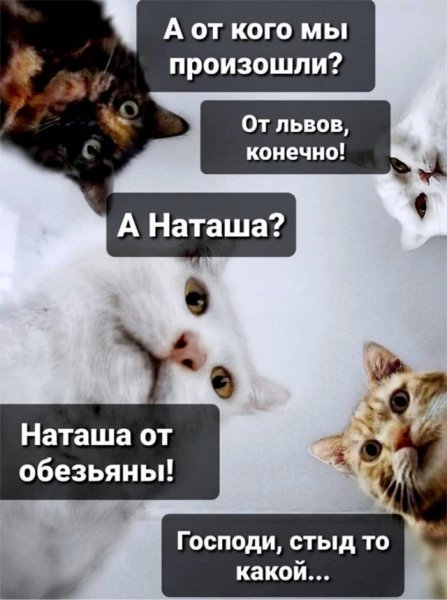 Мемы с котами и Наташей
