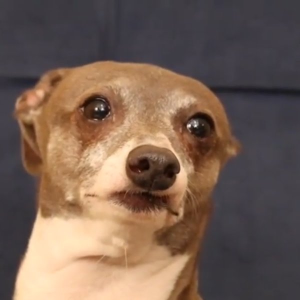 Грустные мемы про собачек