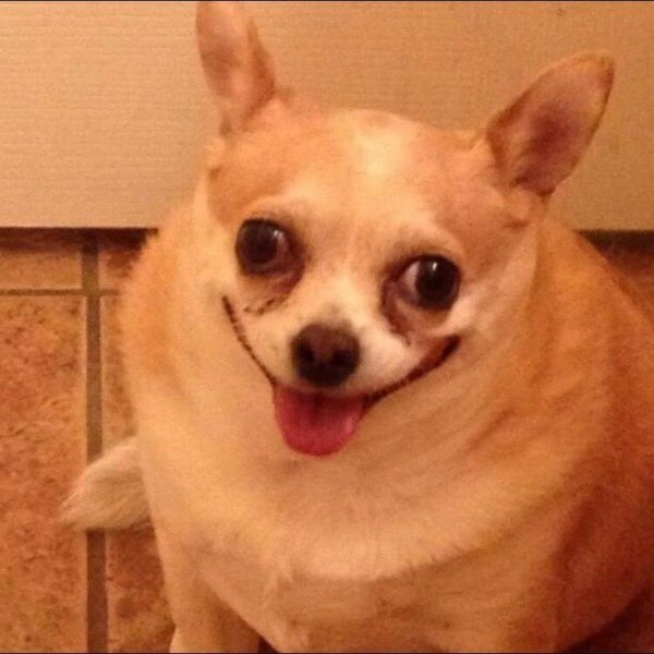 Маленькие собаки с большими глазами