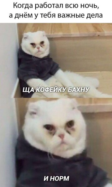 Кот Мем