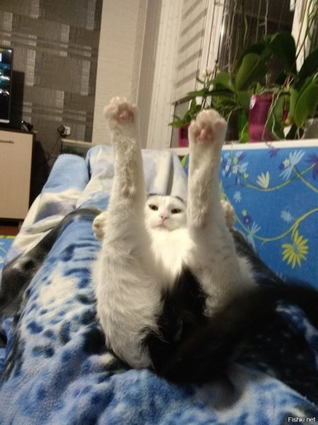 Кот с поднятой лапой