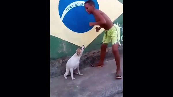 Мемы собака танцует