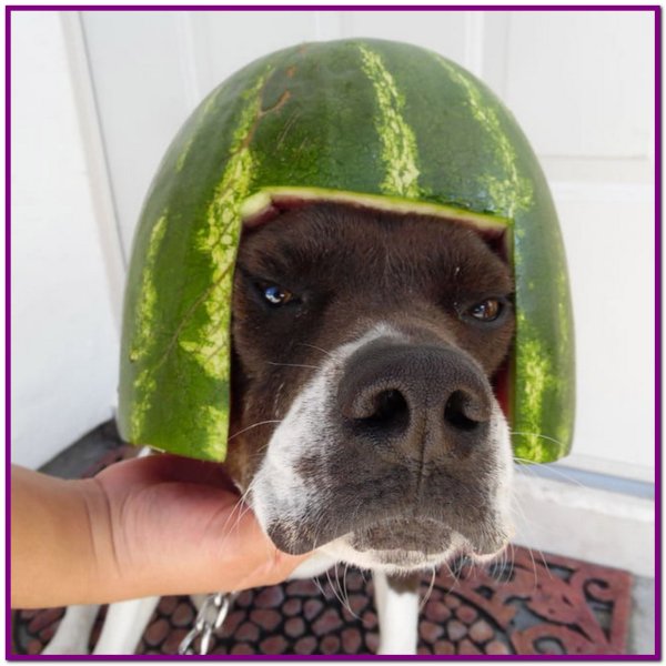 Собака с арбузом на голове