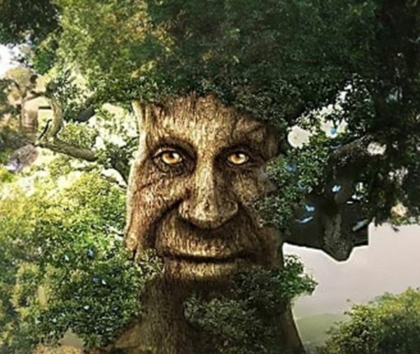 Мудрое дерево