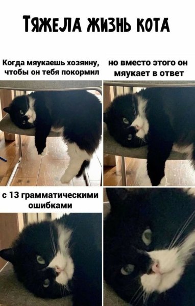 Котики и жизнь