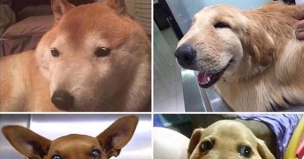 Собаку покусали пчелы Мем