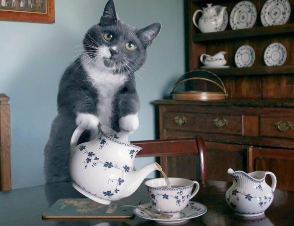 Кот в чайнике