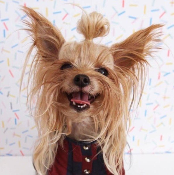 Йоркширский терьер Чубакка