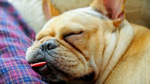 Собака которая храпит