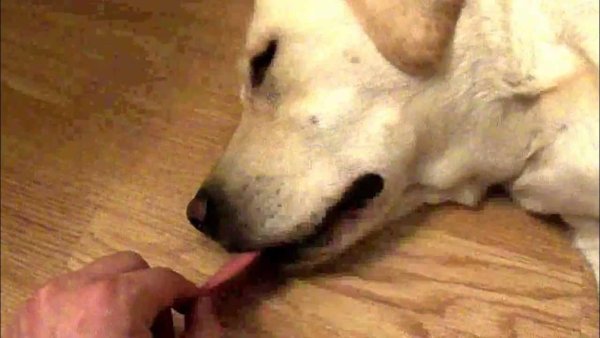 Собака которая храпит