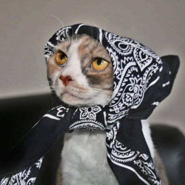 Платок с котиками