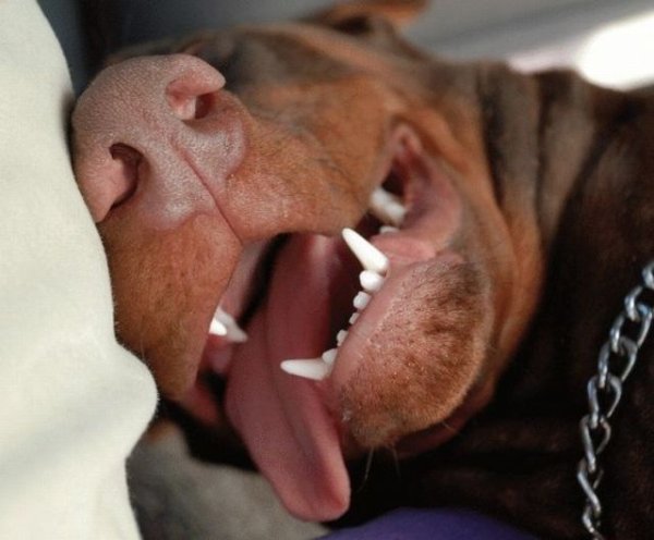 Сонная собака с высунутым языком