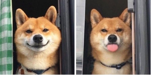 Злая и добрая собака