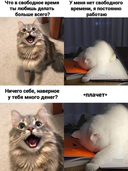Смешной мемный котик