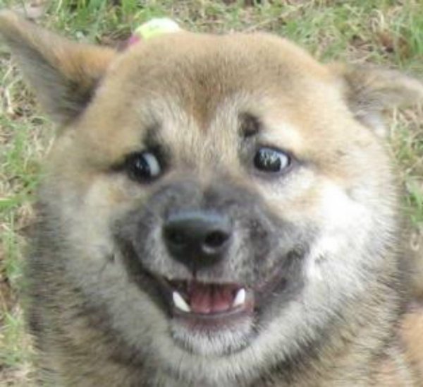 Собака неловко улыбается