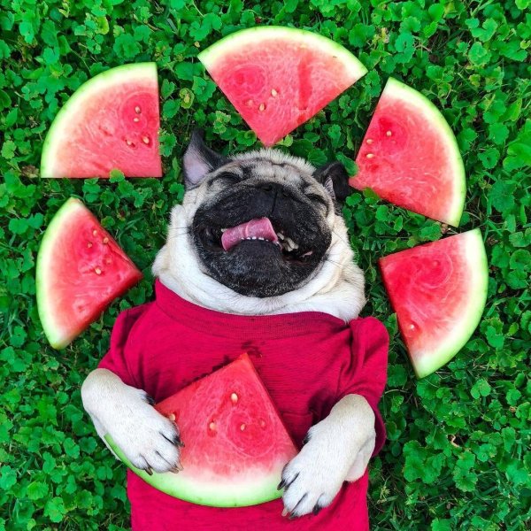 Животное с арбузом