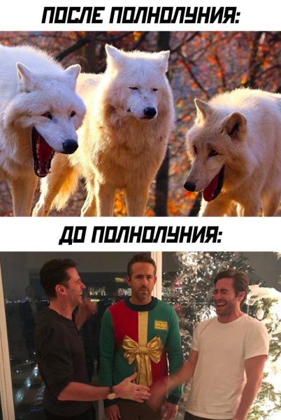 Волки смеются