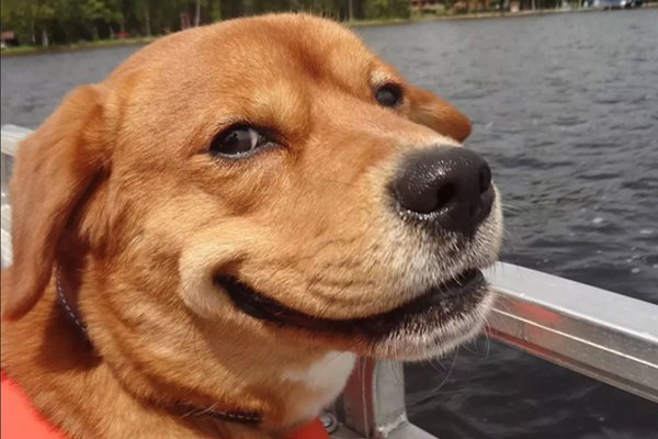 Ехидная собака