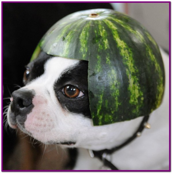 Собака с арбузом на голове