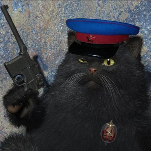 Кот с автоматом