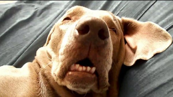 Собака с натянутой кожей