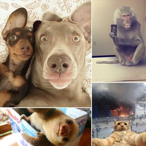 Селфи собаки