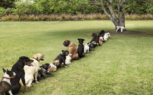 Культурная собака