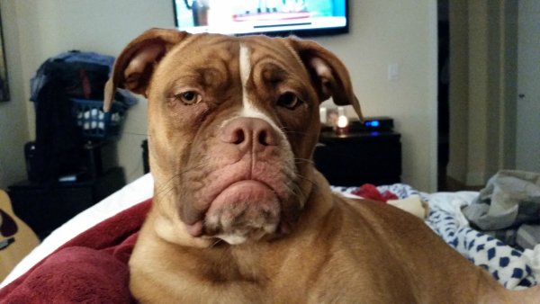 Недовольная собака