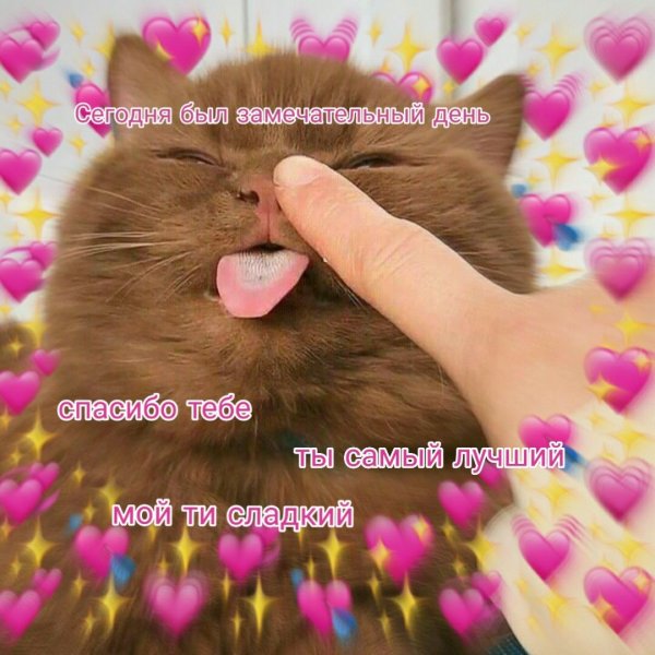 Пикчи с котиками и сердечками