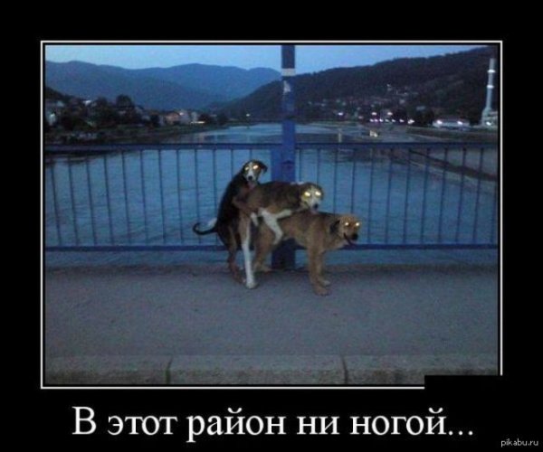 Три собаки Мем