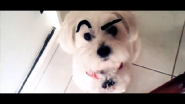 Накрашенная собака