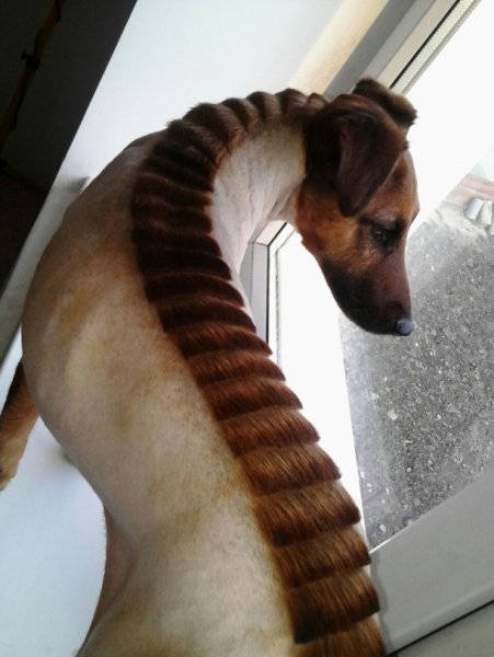 Стрижка собак