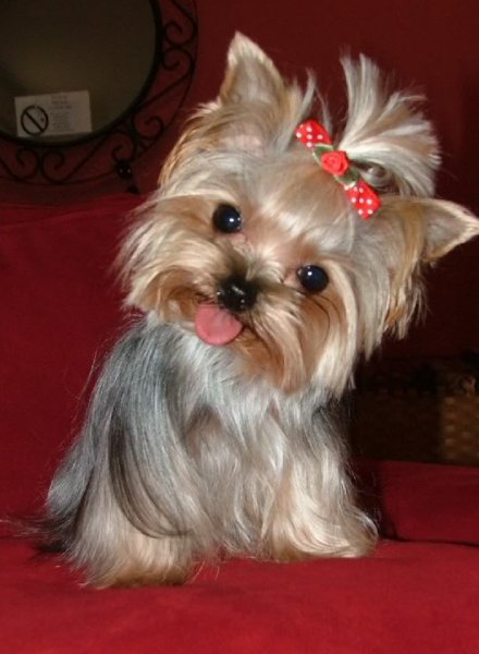 Йоркширский терьер мини