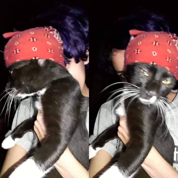 Кот Рикардо Милос