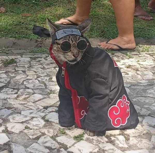 Крутые коты