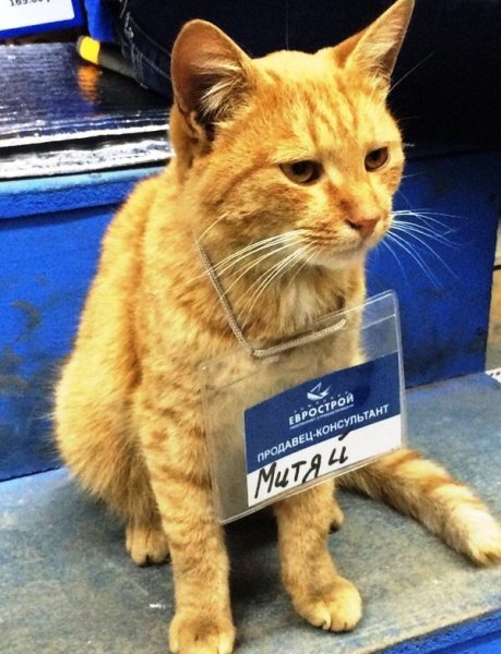 Кот продавец