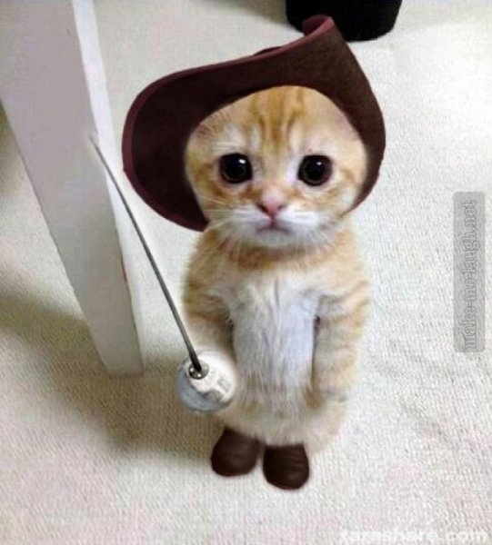 Прикольные коты