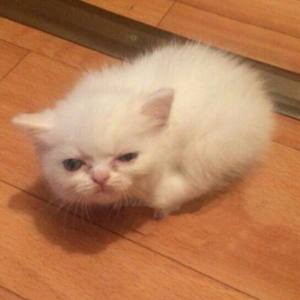 Мемы с котятами