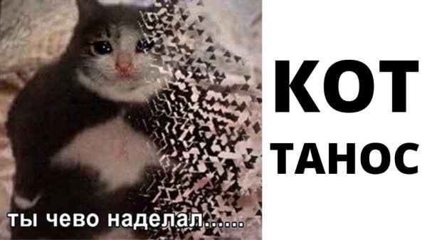 Кот исчезает Мем