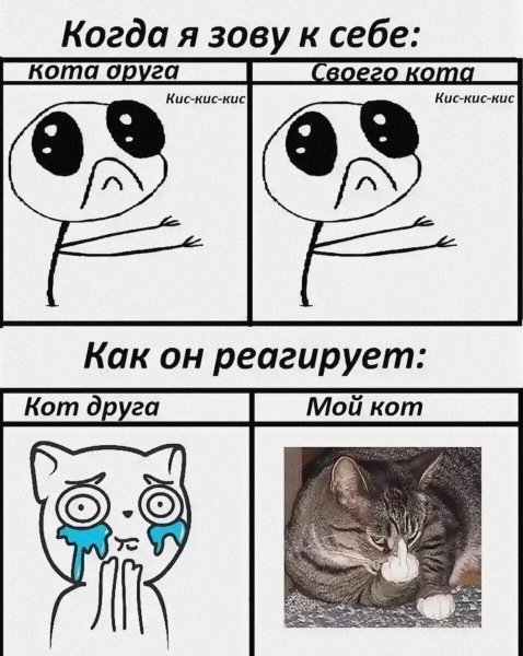 Мемы про котов