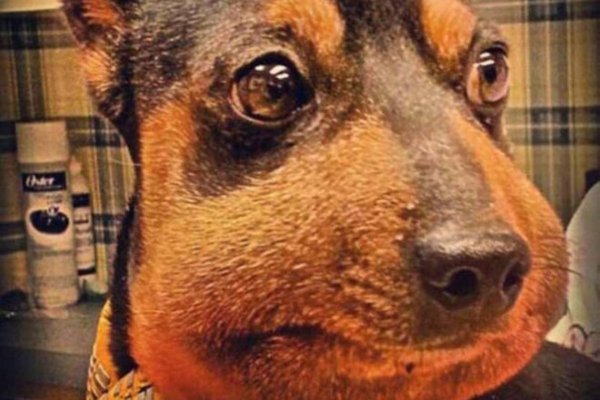 Собаку покусали пчелы