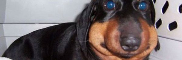 Таксу укусила пчела