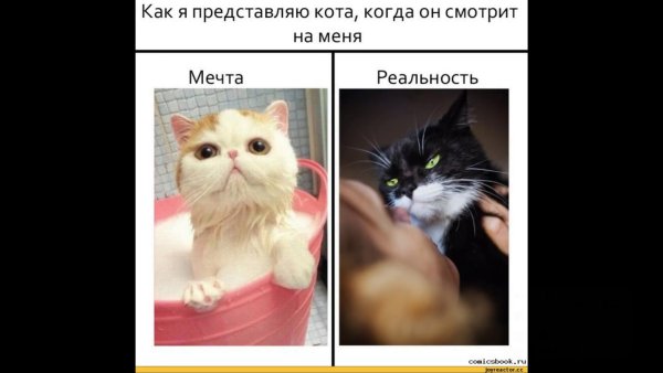 Кот Мем