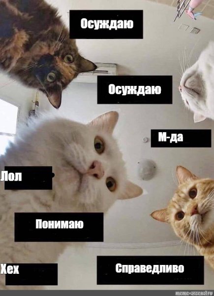 Кот Мем