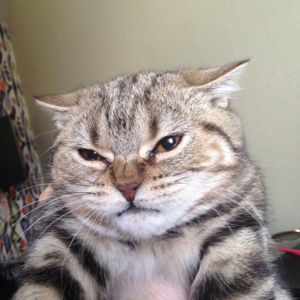 Кот презрение