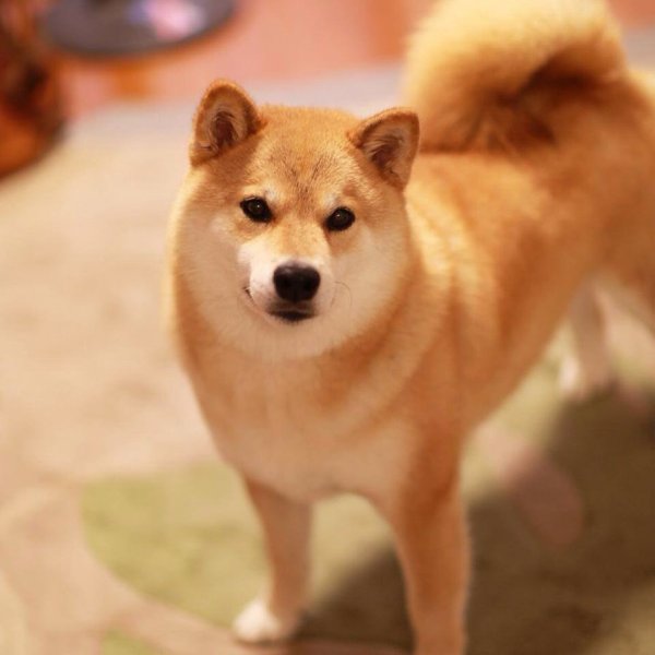 Сиба ину