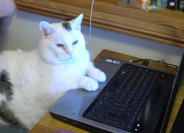 Кот сидит за компьютером