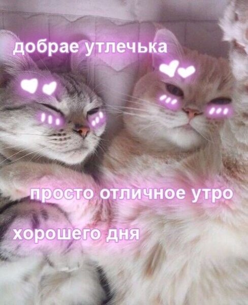 Доброе утро кот с сердечками