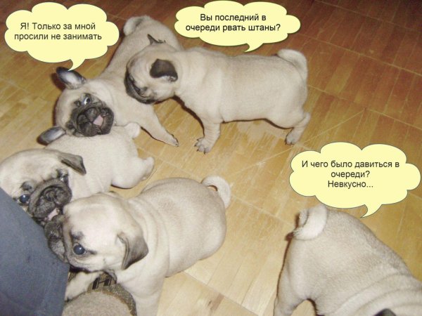 Мопс приколы